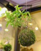 kokedama01.jpg