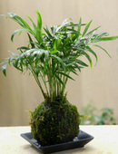 kokedama02.jpg